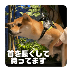 Ringo_20210522141421