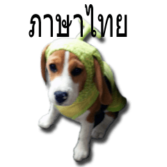 Beagle Yoda (ภาษาไทย)