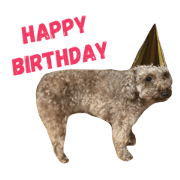 I'm toy poodle!