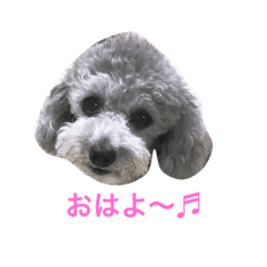 トイプードル シルバーちゃい Line スタンプ Line Store トイプードル シルバーちゃい Line スタンプ Line Store