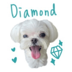 Diamond cutie