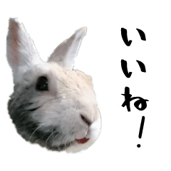うさぎの墨さん写真スタンプ Line スタンプ Line Store うさぎの墨さん写真スタンプ Line スタンプ Line Store