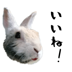 Spotted rabbit Sumi's Photo Sticker