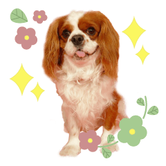 Cavalier King Charles Spaniel-Sticker