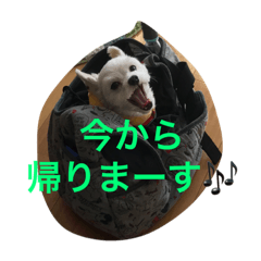 dogs of