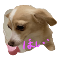 hanachan5