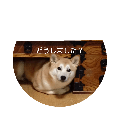 shiba inu_20210522205722