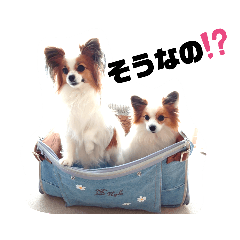 Papillon dogs Clara & Reina9