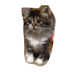 Yamayo of the family