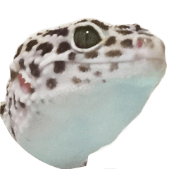 I Love Leopard Gecko