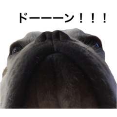 French bulldog Chou