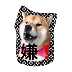 shibainu_taro