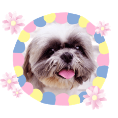 I am HuHu, a cute Shihtzu dog.