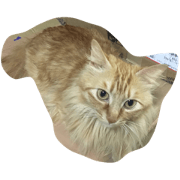 cat animaruzu
