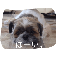 Shi-tzu