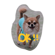 umgak dogs