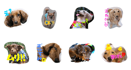 umgak dogs