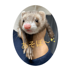 ferret kuchan