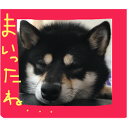 hanako everyday