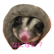Sugar glider "Sakura"