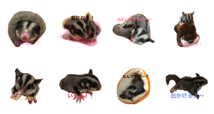 Sugar glider "Sakura"