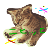 Real intention of thd cat's??