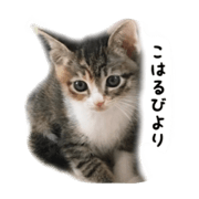 bochi-bochi  KOHARU