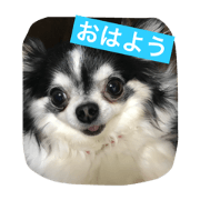 chifuafua