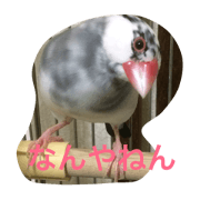 birds in Japanese