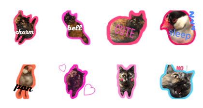 mycat.bird