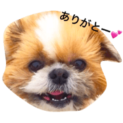 funny shizu atomu