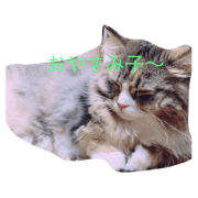 Cat cat's