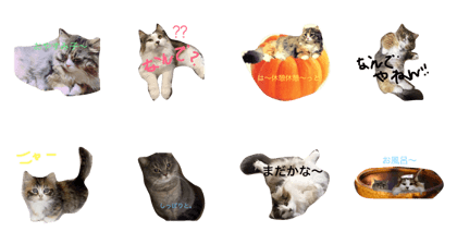 Cat cat's