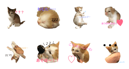 cute.yuki