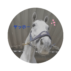 Sape_20210520180848 – LINE stickers | LINE STORE