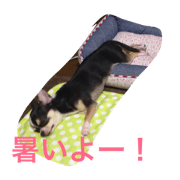 chiwawa stamp cute