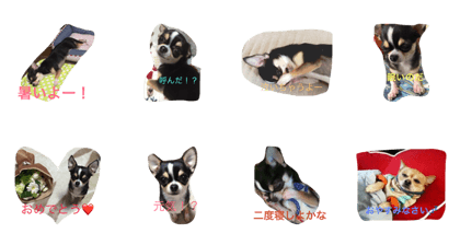 chiwawa stamp cute