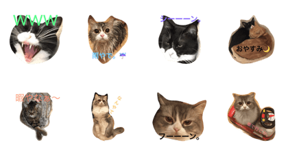 kansai cute cats!