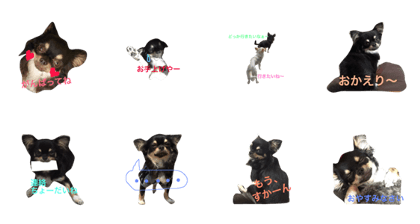 chihuahua's feelings