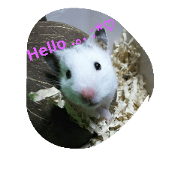 happyhamster