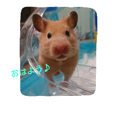 Hamster Shizuku
