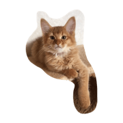 somali's cats!