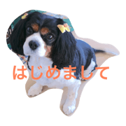 Pokkychan