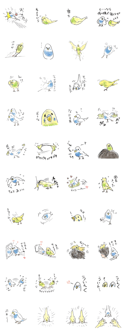 Budgerigar boys