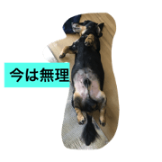DachshundZ