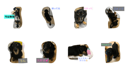 DachshundZ