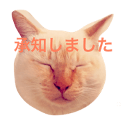 Cat's of the Higas
