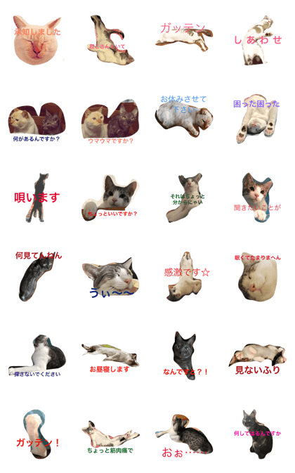 Cat's of the Higas