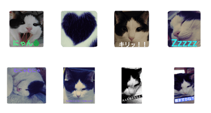 EDO_cat
