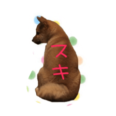 shibainu_taro2